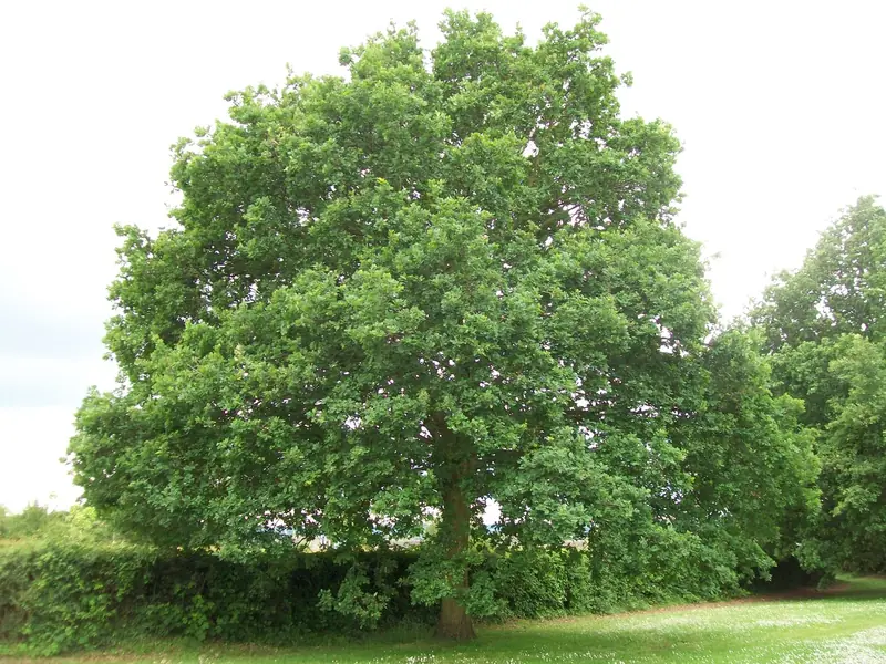 Chêne pédonculé — Quercus robur