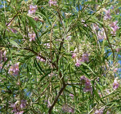 Chilopsis linearis — feuillage
