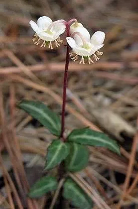 Chimaphila maculata — port de la plante