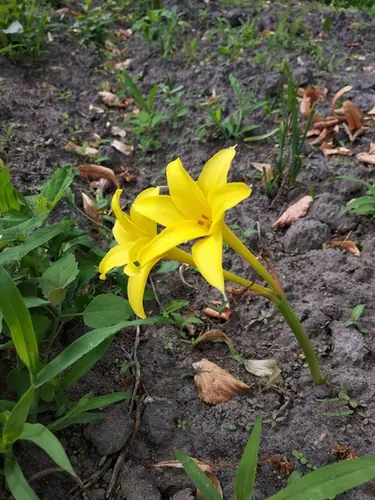 Chlidanthus fragrans — port de la plante