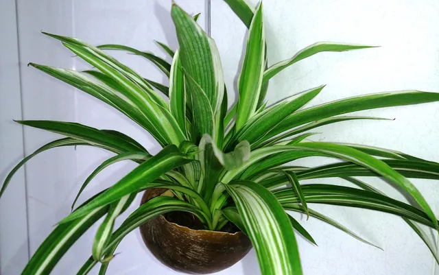 Chlorophytum comosum — port de la plante