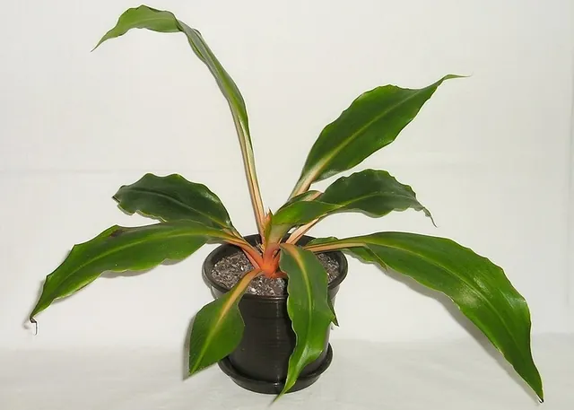 Chlorophytum orchidastrum — port de la plante