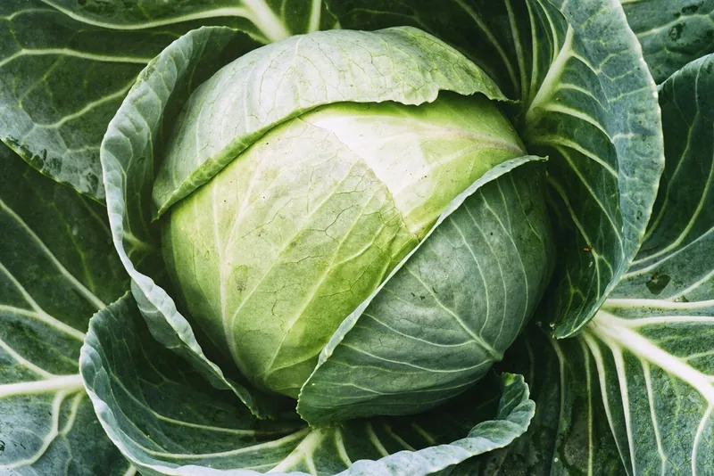 Chou cabus — Brassica oleracea var. capitata