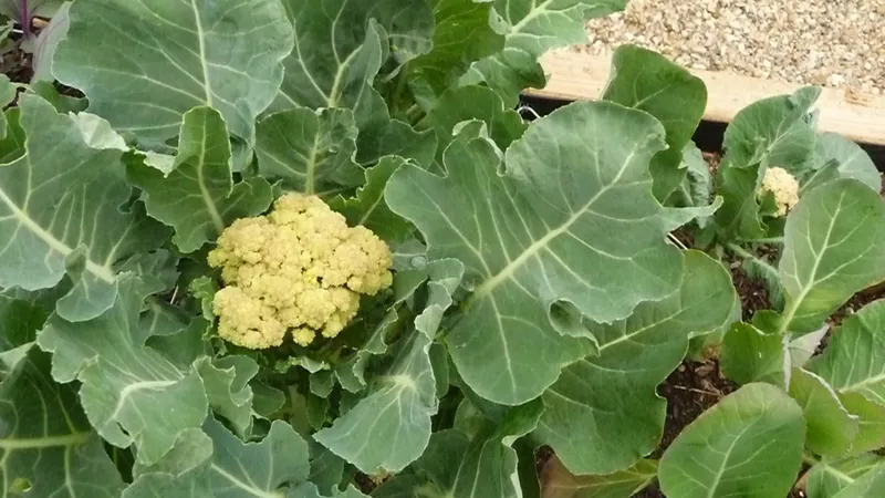 Chou-fleur — Brassica oleracea var. botrytis
