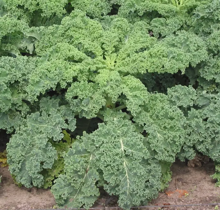 Chou kale — Brassica oleracea var. acephala