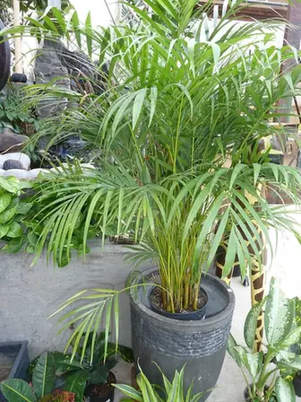 Chrysalidocarpus lutescens — feuillage
