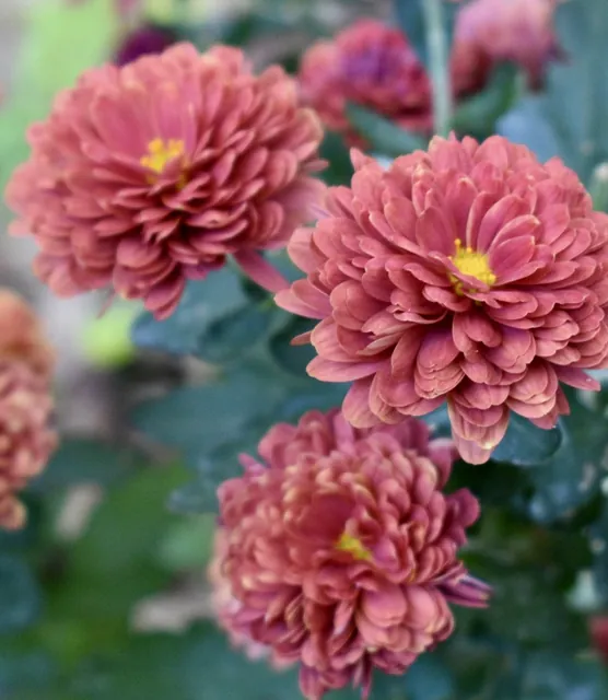 Chrysanthemum × morifolium — floraison