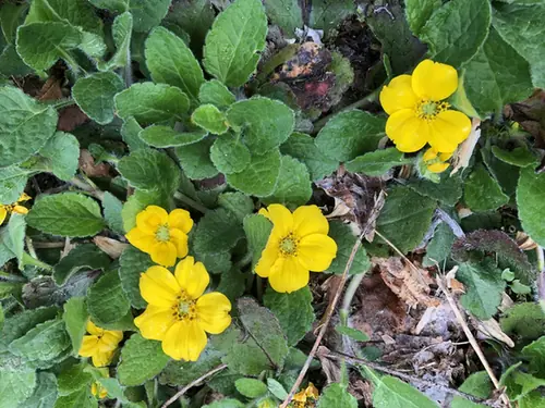 Chrysogonum virginianum — floraison