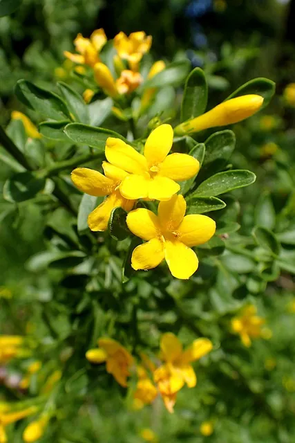 Chrysojasminum fruticans — port de la plante