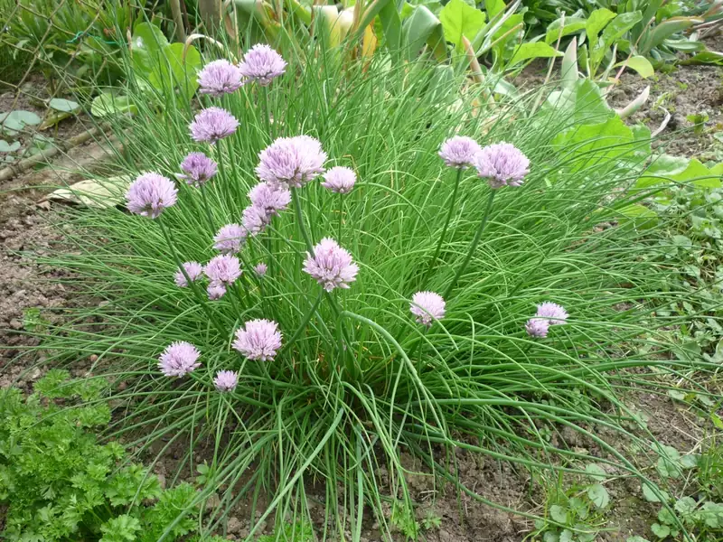 Ciboulette — Allium schoenoprasum