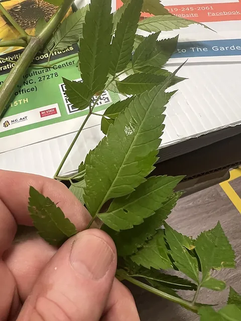 Cicuta maculata — photographie botanique
