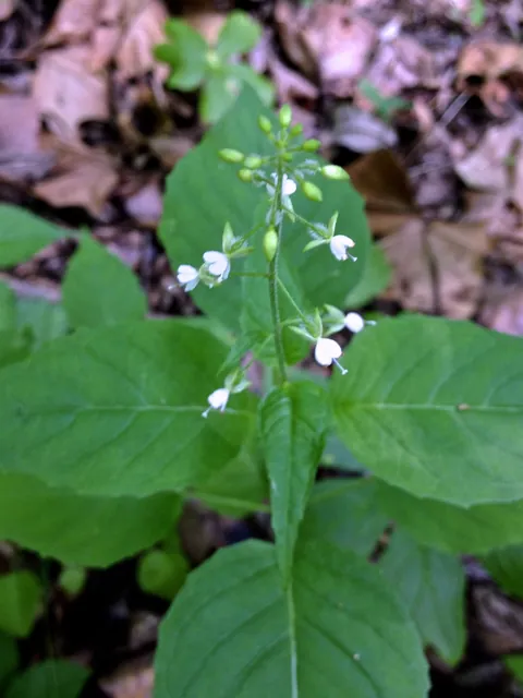 Circaea canadensis — port de la plante