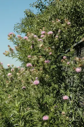 Cirsium discolor — port de la plante