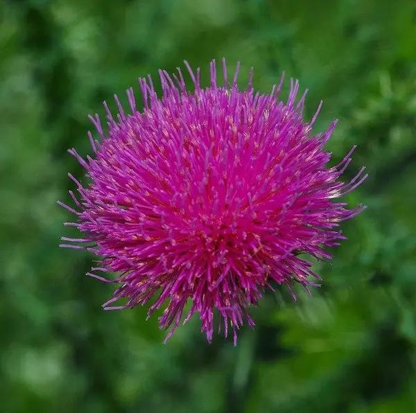 Cirsium muticum — floraison