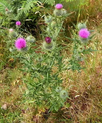 Cirsium vulgare — port de la plante