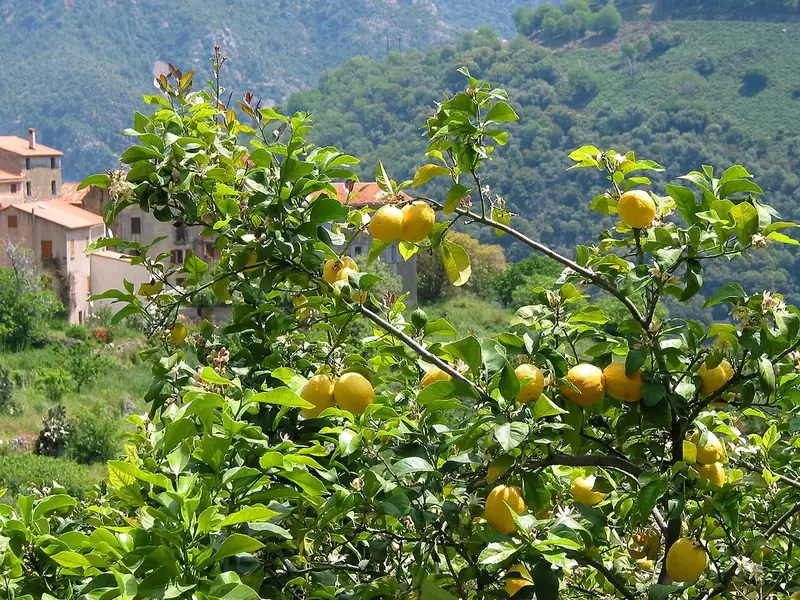 Citronnier — Citrus × limon