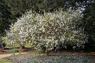 Citrus trifoliata — floraison