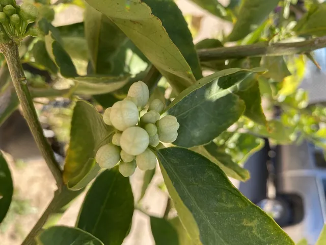 Citrus × aurantiifolia — photographie botanique