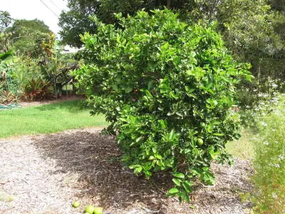 Citrus × latifolia — port de la plante