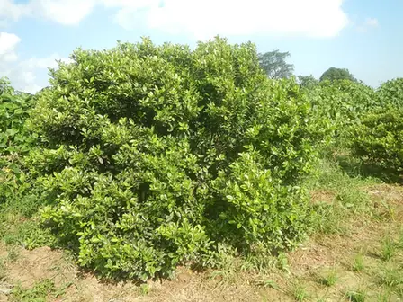 Citrus × microcarpa — port de la plante