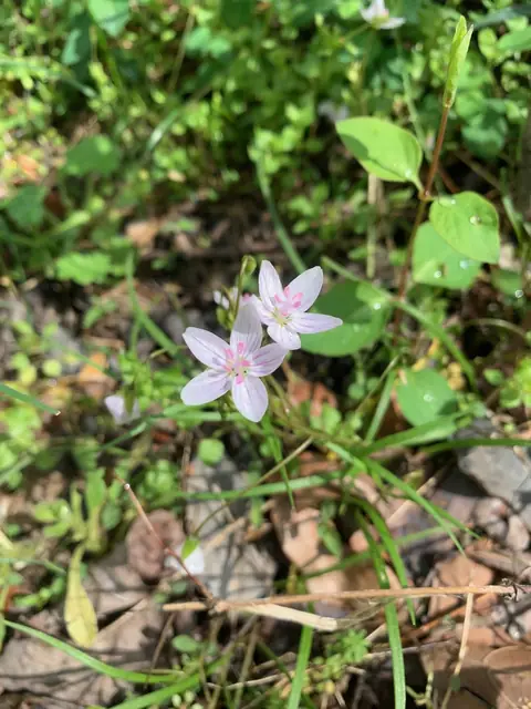 Claytonia virginica — floraison