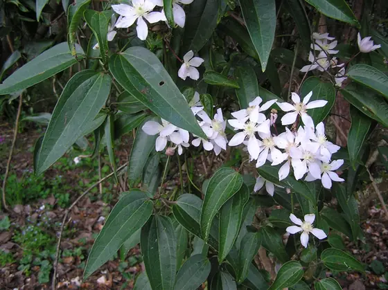 Clematis armandi — floraison