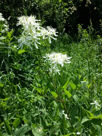 Clematis recta — floraison