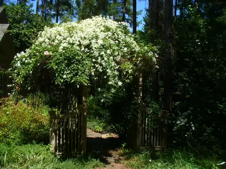 Clematis terniflora — port de la plante