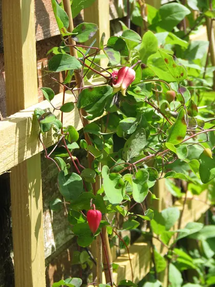 Clematis texensis — floraison