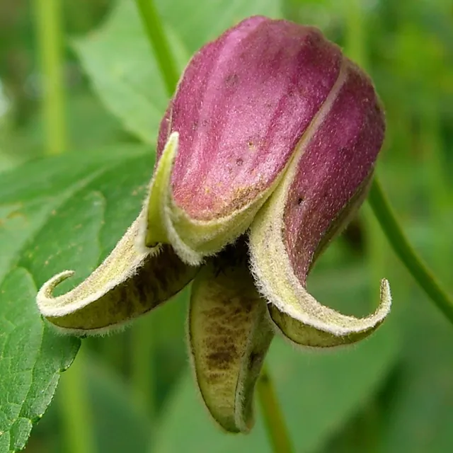 Clematis viorna — floraison