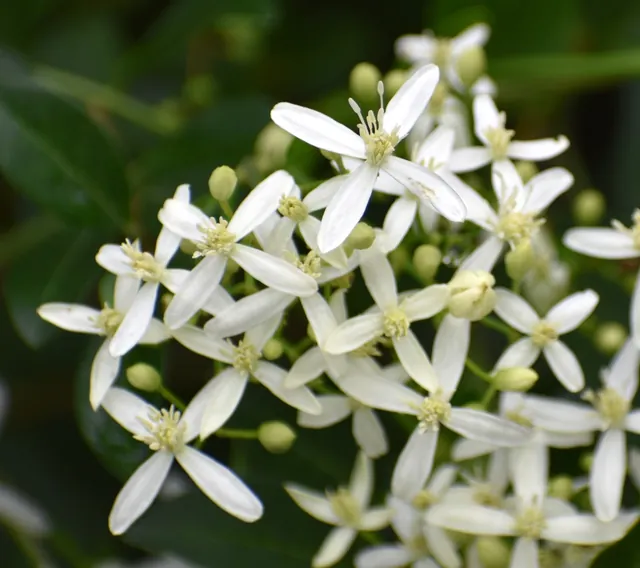 Clematis virginiana — floraison
