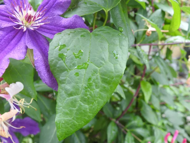 Clematis × hybrida — feuillage