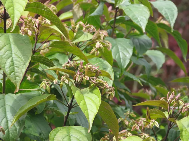 Clerodendrum trichotomum — floraison