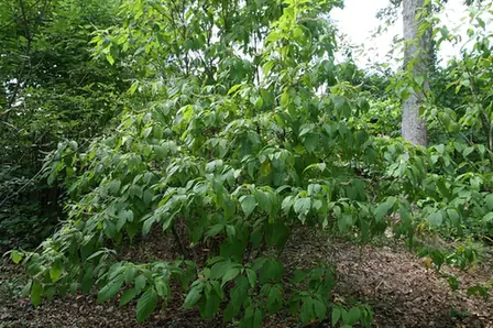 Clethra acuminata — port de la plante