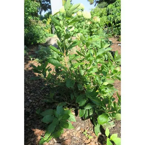 Clethra alnifolia — photographie botanique