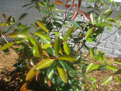 Cleyera japonica — feuillage