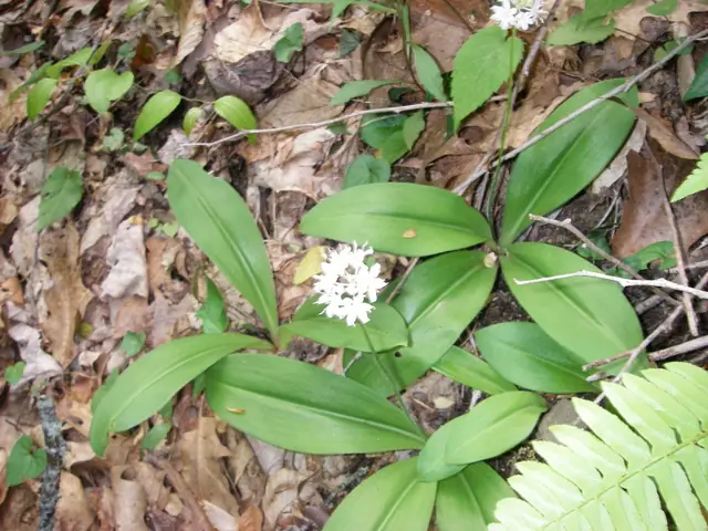 Clintonia umbellulata — floraison