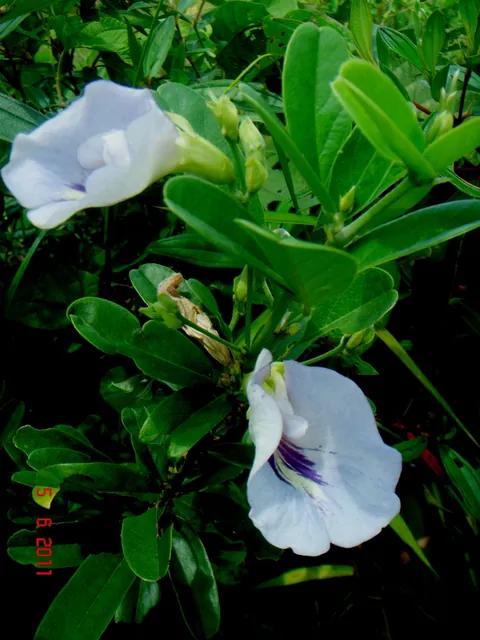 Clitoria laurifolia — floraison