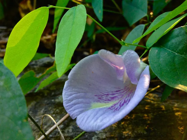 Clitoria mariana — floraison