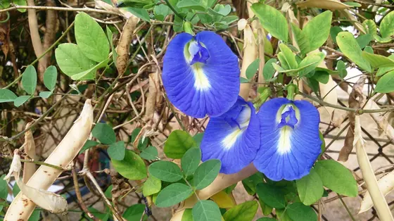 Clitoria ternatea — floraison