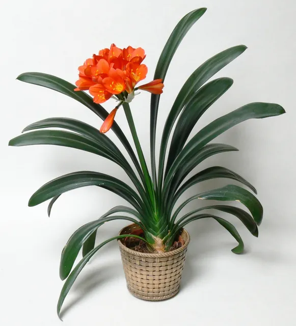 Clivia miniata — port de la plante