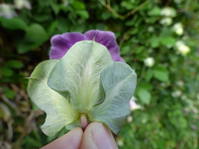 Cobaea scandens — floraison