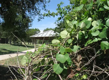 Cocculus carolinus — feuillage