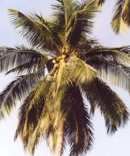 Cocos nucifera — photographie botanique