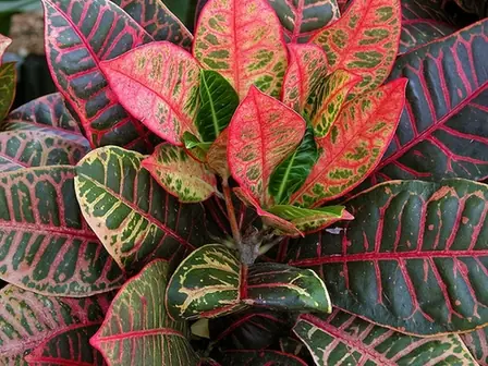 Codiaeum variegatum — port de la plante