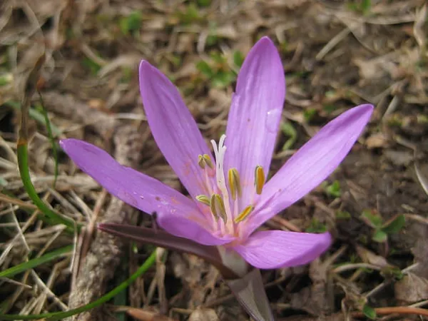 Colchicum bulbocodium — photographie botanique