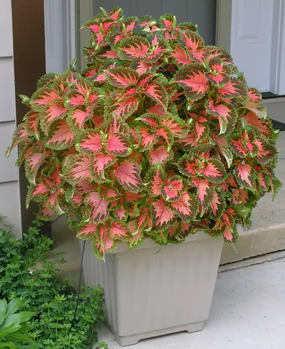 Coleus scutellarioides — port de la plante
