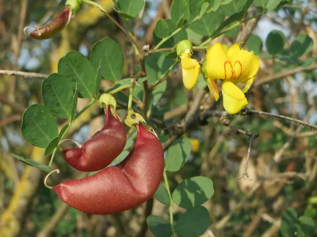 Colutea arborescens — floraison