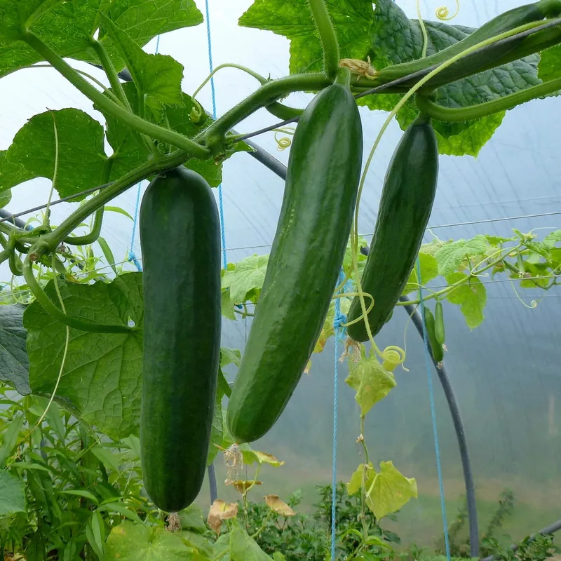 Concombre — Cucumis sativus