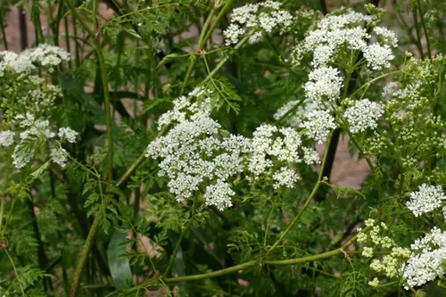 Conium maculatum — floraison